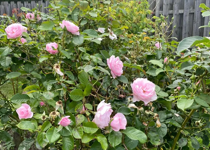 Maison Du Grand Pin *